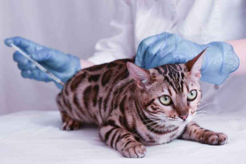Centro Veterinário para Gatos Santo Amaro - Veterinário para Gato Mais Perto de Mim