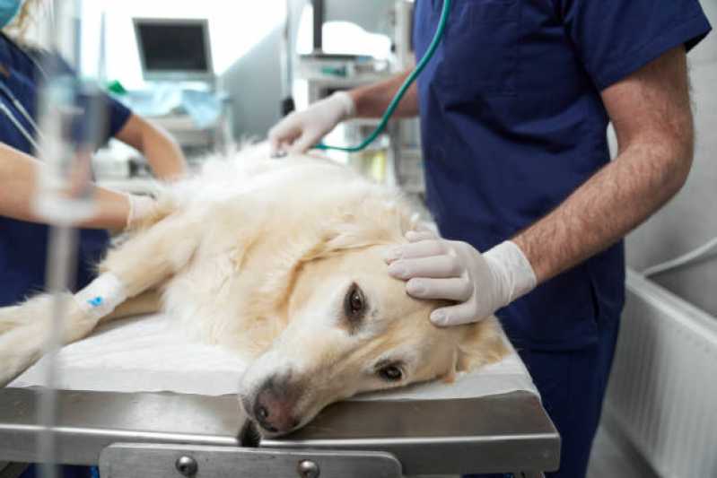 Clínica Especializada em Internação de Cachorros Vila da Saúde - Internação de Animais