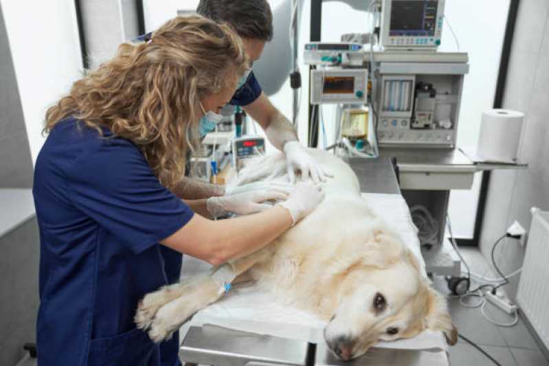 Clínica Especializada em Internação e Observação Veterinária 24h Vila Mascote - Internação de Animais