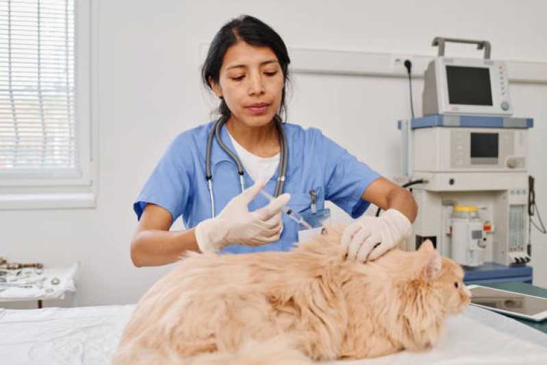Clínica Especializada em Internação e Recuperação Canina Cidade Dutra - Internação de Animais