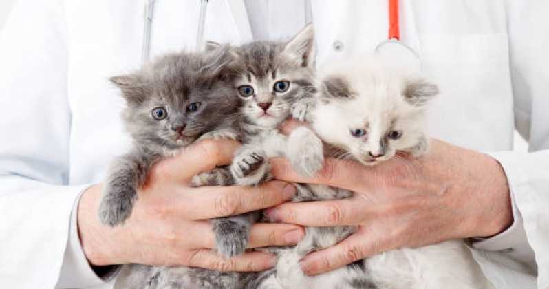 Contato de Centro Veterinário para Gatos Aclimação - Veterinário Especializado em Gatos