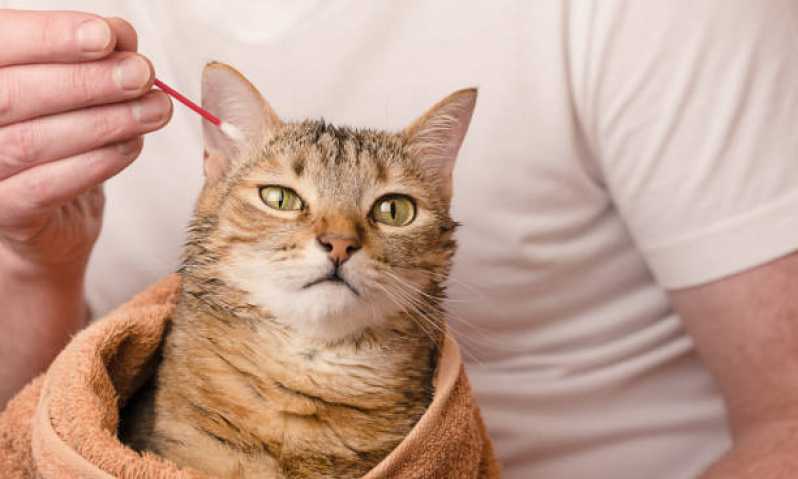Contato de Veterinário Especialista em Felinos Santo Amaro - Veterinário para Gato Brooklin