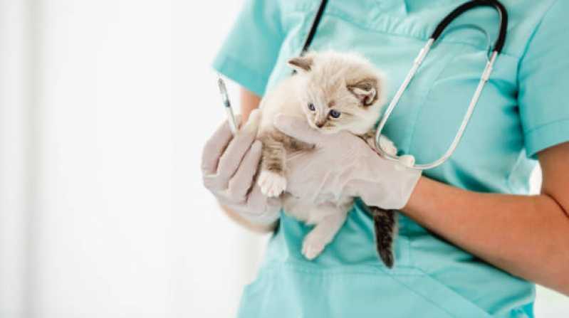 Contato de Veterinário Especializado em Gatos Campo Limpo - Centro Veterinário para Gatos