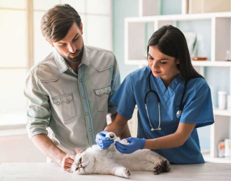 Contato de Veterinário para Gato Mais Perto de Mim Cidade Monções - Veterinário Especializado em Gatos