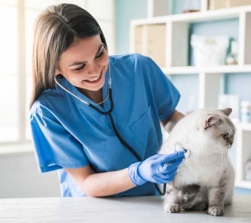 Contato de Veterinário para Gato Próximo de Mim Moema - Veterinário para Felinos