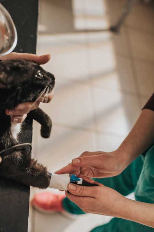 Internação de Gatos Clínica Chácara Itaim - Internação de Animais