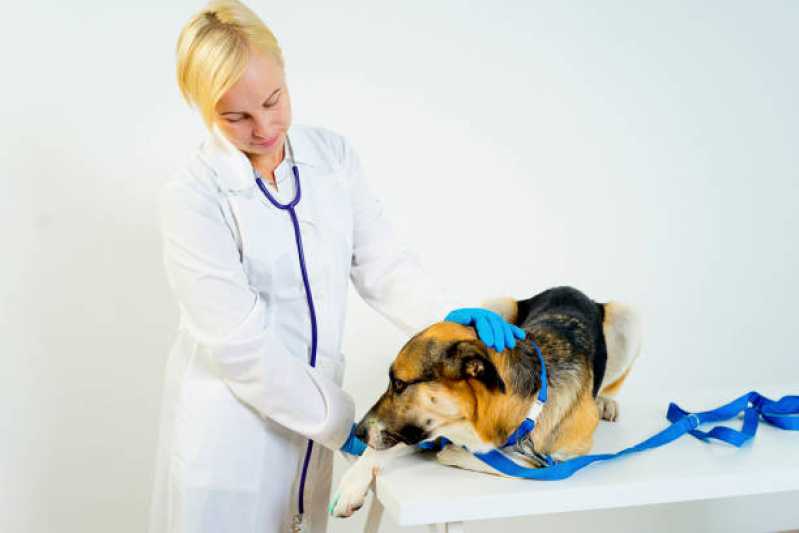 Internação e Recuperação Canina Clínica Jardim Cordeiro - Internação de Animais