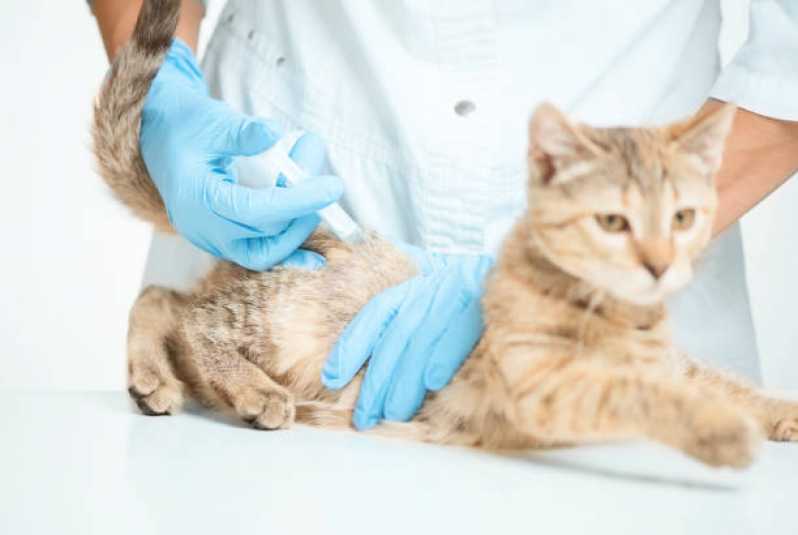 Telefone de Centro Veterinário para Gatos Santa Cruz - Veterinário para Gato Mais Perto de Mim