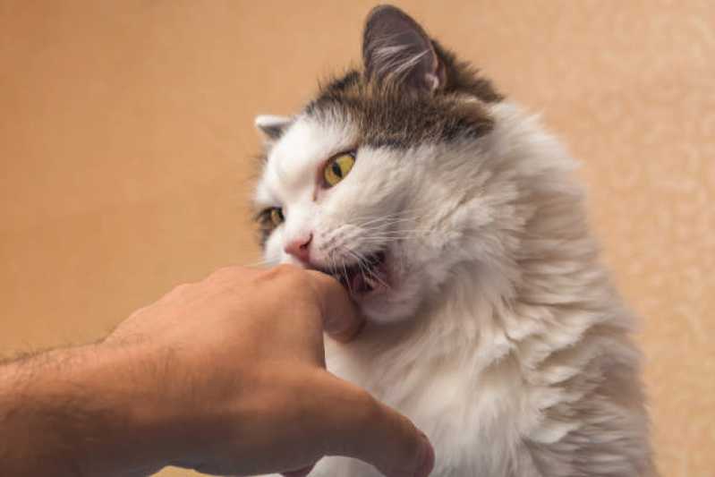 Telefone de Veterinário de Cães e Gatos 24h Granja Julieta - Veterinário Especializado em Gatos