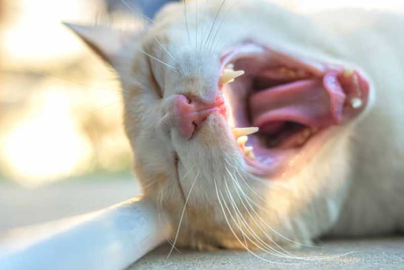 Telefone de Veterinário Especialista em Gatos Santa Cecília - Veterinário para Gato Mais Perto de Mim