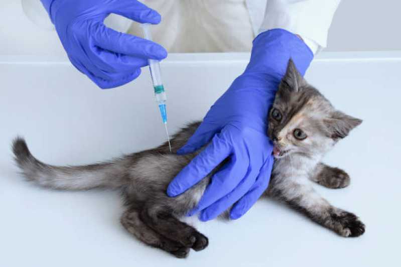 Telefone de Veterinário Especializado em Gatos Pacaembu - Veterinário para Gato Mais Perto de Mim