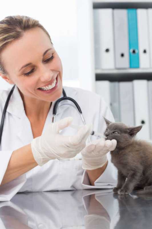 Telefone de Veterinário para Gato Perto de Mim Brooklin Velho - Centro Veterinário para Gatos