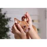 acupuntura animais Socorro
