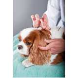 acupuntura cachorro clínica Chácara Klabin
