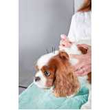 acupuntura cachorro Boque da Saúde