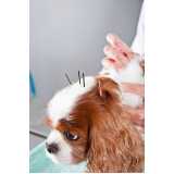 acupuntura em cachorro clínica Vila da Saúde