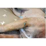acupuntura em cachorros em acompanhamento clínica Grajaú