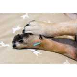 acupuntura em cachorros em acompanhamento Vila da Saúde