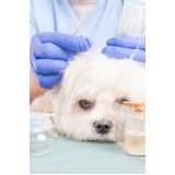 acupuntura em cachorros em tratamento clínica Jardim Prainha