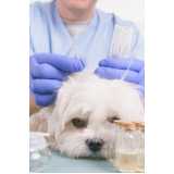 acupuntura em cachorros em tratamento Berrini