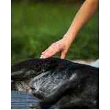 acupuntura em cães com hérnia de disco Barra Funda