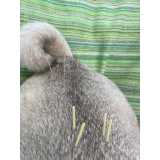 acupuntura em cães com lesões clínica Jardim Prainha
