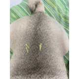 acupuntura em cães com lesões Sacomã