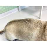 acupuntura para cachorro com comorbidades clínica Portal do Morumbi