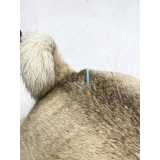 acupuntura para cachorro com comorbidades Super Quadra Morumbi
