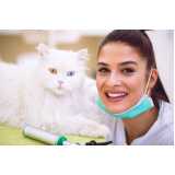 acupuntura para gato Socorro