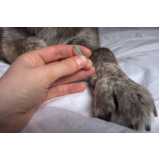 acupuntura veterinária em cachorros agendar Vila Cordeiro