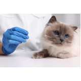 acupuntura veterinária em cães e gatos marcar Boque da Saúde