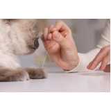 acupuntura veterinária em gatos agendar Vila da Saúde