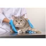 acupuntura veterinária em gatos Santa Cruz