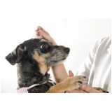 acupuntura veterinária para cachorros agendar Cupecê