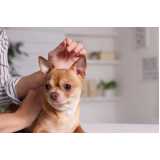 acupuntura veterinária para cães Vila Cordeiro