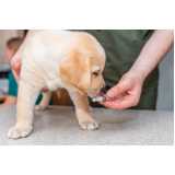 aplicação de vacina antirrábica cachorro Socorro