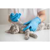 aplicação de vacina antirrábica para gato Moema