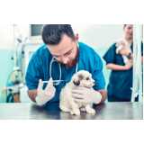 aplicação de vacina da raiva cachorro Vila Mascote