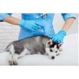 aplicação de vacina de raiva para cachorro Vila Sta Catarina