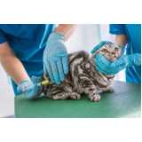 aplicação de vacina gato filhote Barra Funda