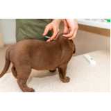 aplicação de vacina para filhote de cachorro Brooklin Novo