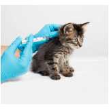 aplicação de vacina para gato filhote Borba Gato