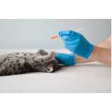 aplicação de vacina para gato v4 Ibirapuera