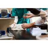 aplicação de vacina para gato Vila Cordeiro