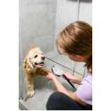 banho e tosa para cachorro Helen Keller