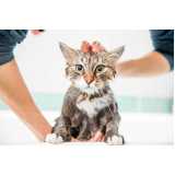 banho e tosa para gato marcar Pacaembu