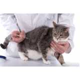 centro veterinário para gatos telefone Consolação