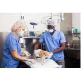cirurgia em animais Boque da Saúde