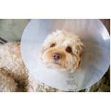 cirurgia em cachorros marcar Ibirapuera